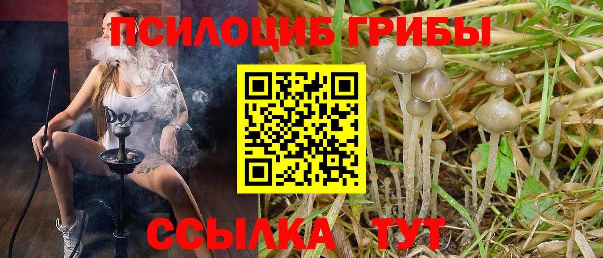 Псилоцибиновые грибы GOLDEN TEACHER  наркота  Мурино  Псилоцибиновые грибы прущие грибы  Вход с VPN 