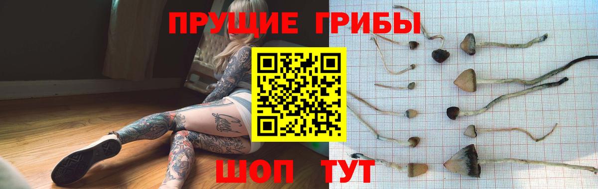 Галлюциногенные грибы Cubensis Мурино